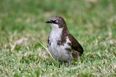 Turdoides hypoleuca