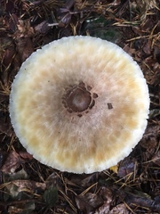 Lepiota