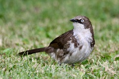 Turdoides hypoleuca