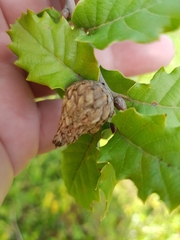 Andricus foecundatrix