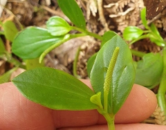 Peperomia urvilleana
