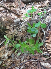 Peperomia urvilleana