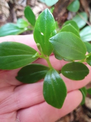 Peperomia urvilleana