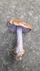 Cortinarius riederi