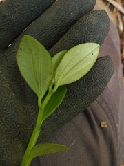 Peperomia urvilleana