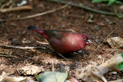 Lagonosticta senegala