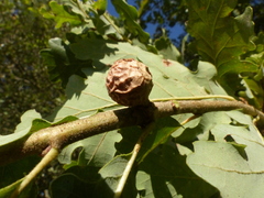 Andricus infectorius