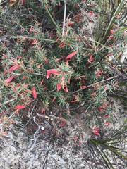 Stenanthera conostephioides