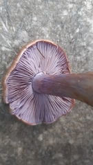 Cortinarius riederi