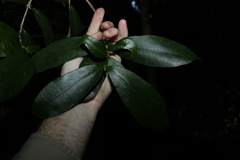 Baloghia inophylla