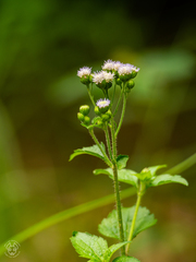 Ageratum