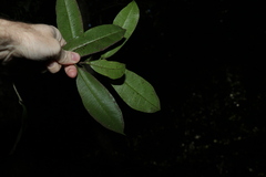 Baloghia inophylla