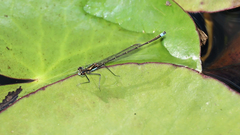 Austrocnemis splendida