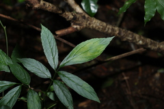 Sambucus australasica