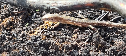 European common lizard, Zootoca vivipara