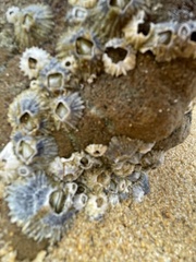 Hexanauplia