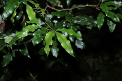 Heritiera trifoliolata