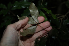 Heritiera trifoliolata