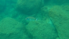 Diplodus sargus