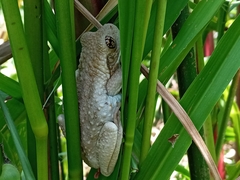 Trachycephalus vermiculatus