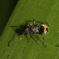 Polyrhachis aurea