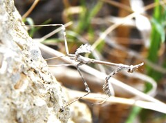 Empusa pennata