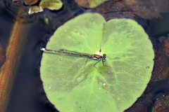 Austrocnemis splendida