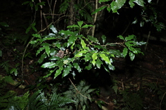 Heritiera trifoliolata