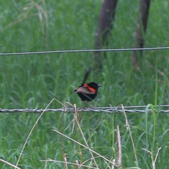 Malurus melanocephalus