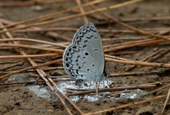 Celastrina philippina