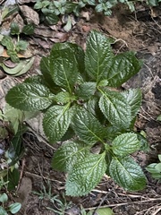 Stachytarpheta urticifolia