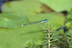 Austroagrion watsoni