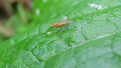 Opomyza