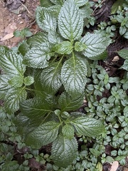 Stachytarpheta urticifolia