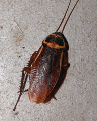 Periplaneta australasiae