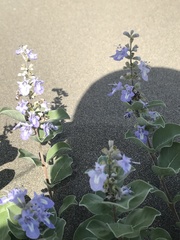 Vitex rotundifolia