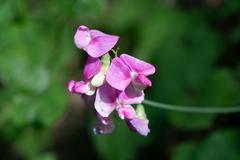 Lathyrus