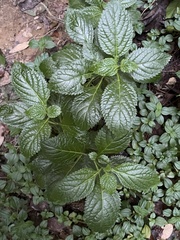 Stachytarpheta urticifolia