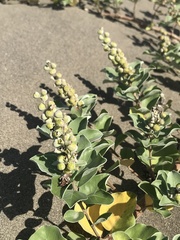 Vitex rotundifolia