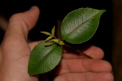 Backhousia myrtifolia