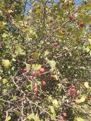 Crataegus
