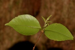 Backhousia myrtifolia