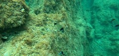 Diplodus vulgaris