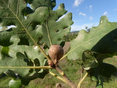 Andricus infectorius