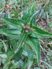 Gentiana cruciata