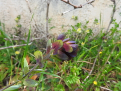 Cerinthe retorta