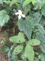 Begonia formosana