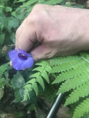 Torenia concolor
