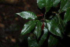 Pseudoweinmannia lachnocarpa