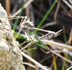 Empusa pennata
